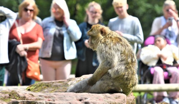 JOIN our troop and become a member of the Monkey Forest family today. Have a year of UNLIMITED visits during seasonal opening times and support the crucial conservation of Barbary macaques. EXCLUSIVE benefits and events are available for members - don't miss out! SAVE money on every visit.