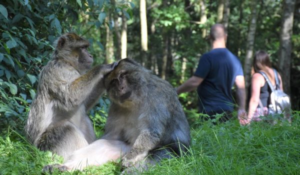 Looking for a unique gift idea for a loved one? Look no further! Monkey Forest Gift Vouchers are available to buy. Support the protection of Barbary macaques and spread the word by gifting the Monkey Forest experience to friends and family.