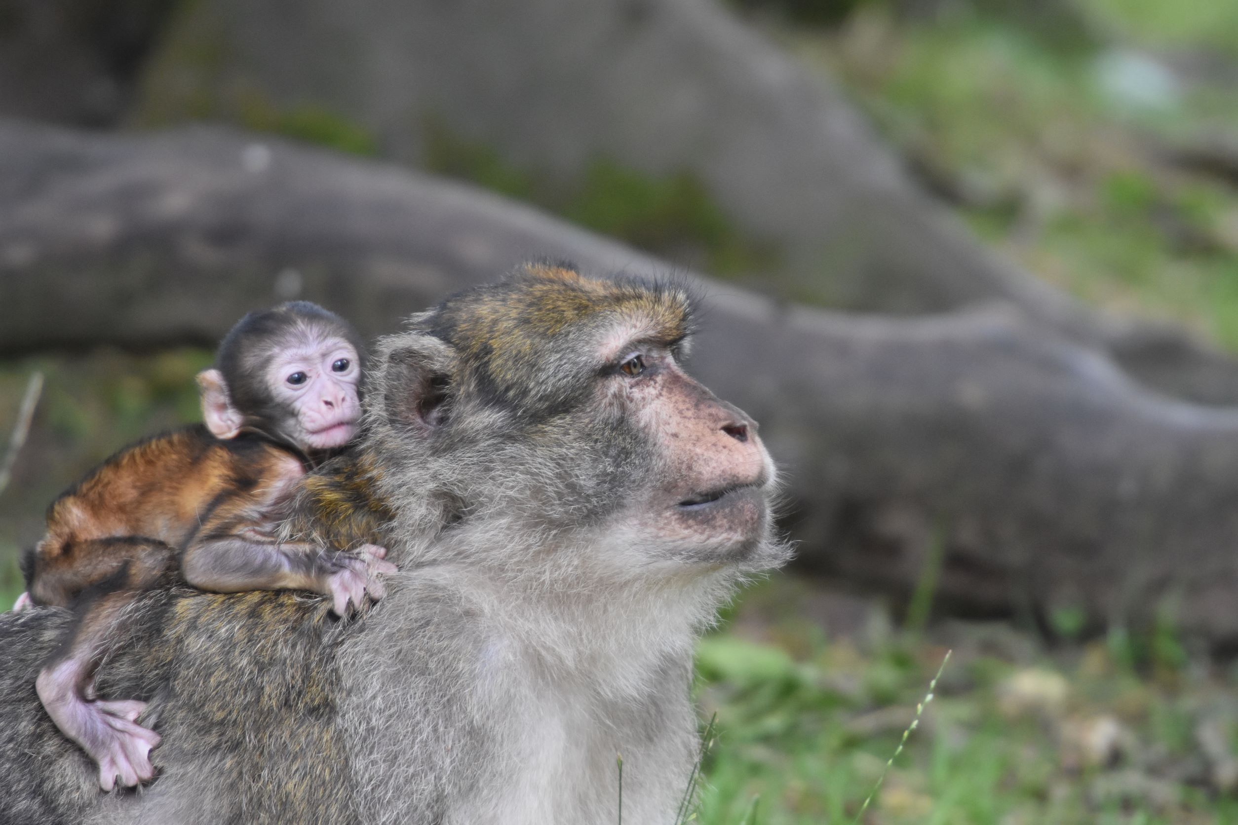 Baby Monkey Update: Babysitting commences! - Monkey Forest Trentham