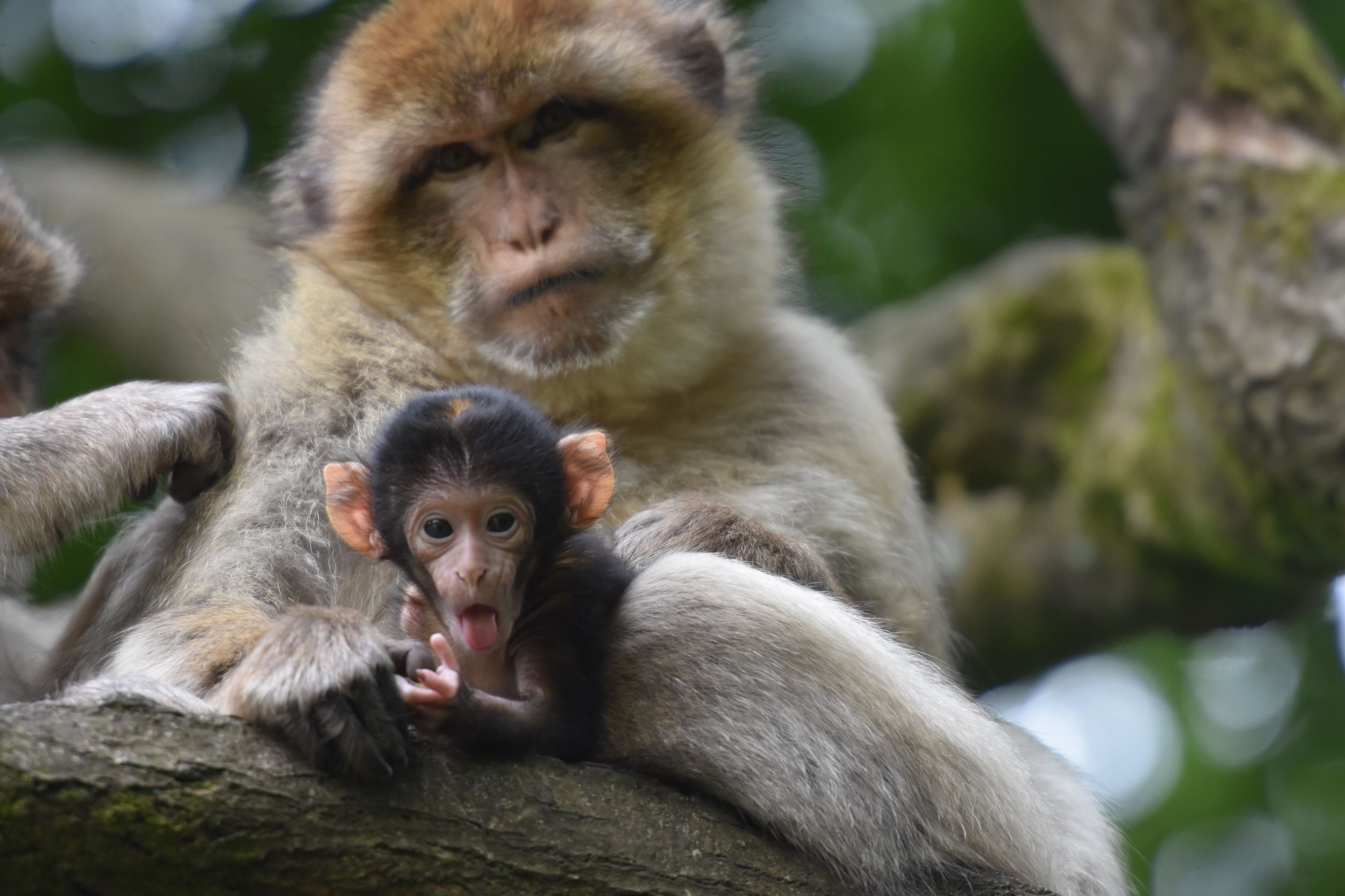 Monkey Forest celebrates the births of SIX baby Barbary macaques monkeys! - Monkey Forest Trentham