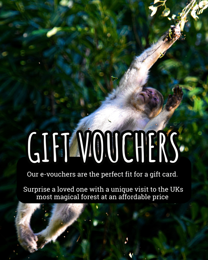Gift Vouchers - A lovely token