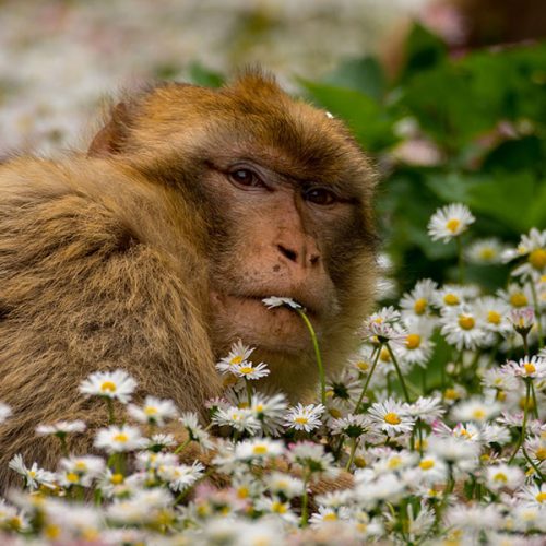 A cute brown monkey with expressive eyes, sitting on a bed of daisies and looking curiously at the camera