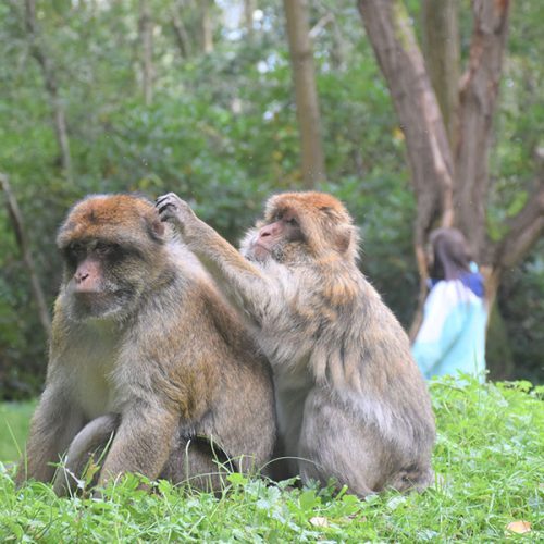 A pair of monkeys grooming, acting exactly how they would in the wild with a visitor behind them 2 metres away