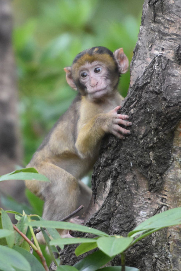 Meet the monkeys at Monkey Forest