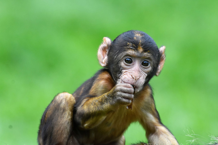 Meet the monkeys at Monkey Forest