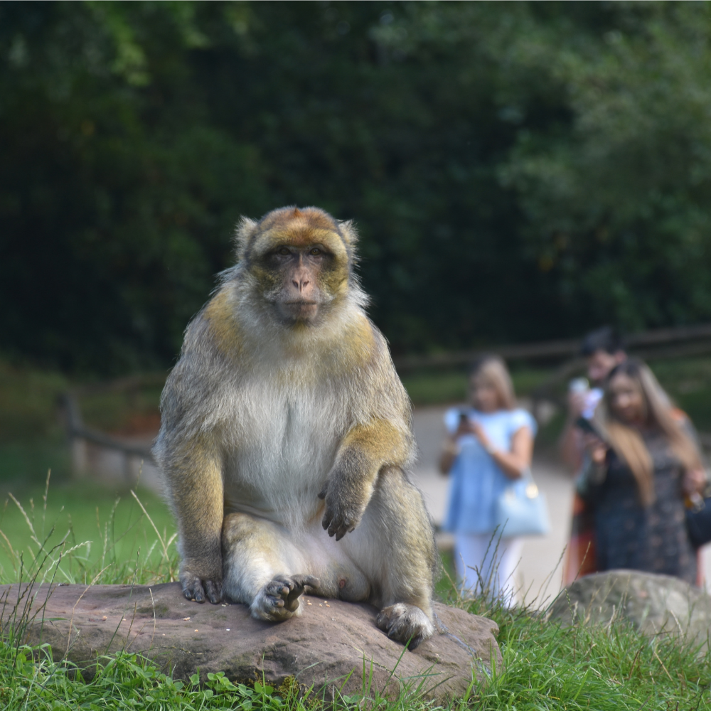 Walk amongst the fascinating monkeys here in Trentham and experience something you can't anywhere else! Weekend & half-term slots book up really quick and online prices are discounted - so don't hang about!