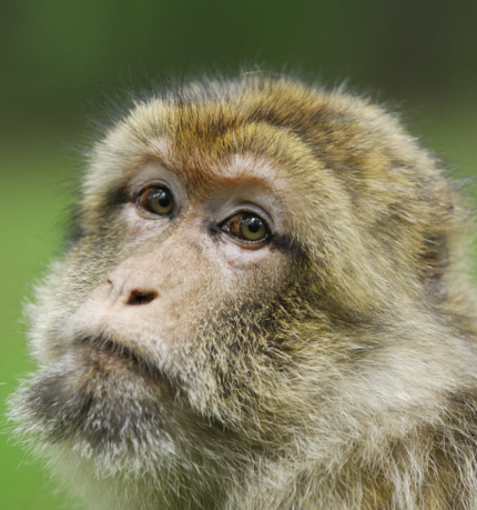 Around 80% of what is known about Barbary macaque behaviour derives from scientific study conducted within our parks. We support the Primate Society of Great Britain as well as Barbary macaque Awareness & Conservation to protect primates in the wild.