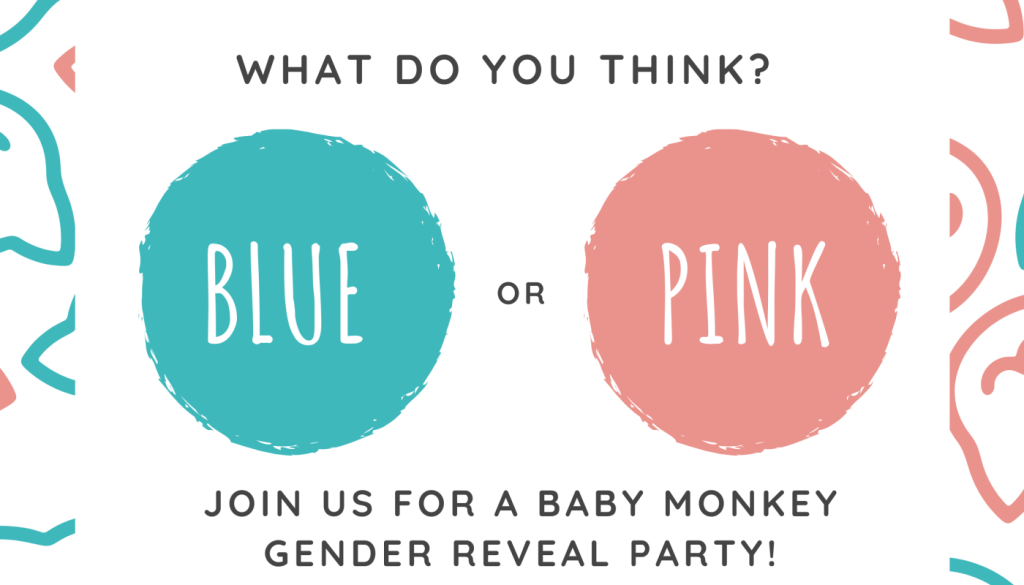 Pink and Blue Gender Reveal Invitation