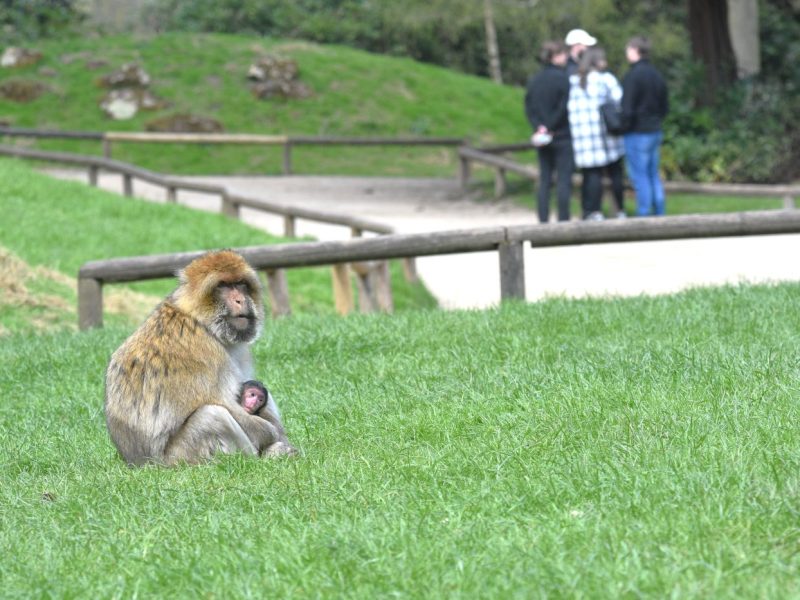 Walk amongst the fascinating monkeys here in Trentham and experience something you can't anywhere else! Weekend & half-term slots book up really quick and online prices are discounted. THE BABIES HAVE NOW ARRIVED - so don't hang about!