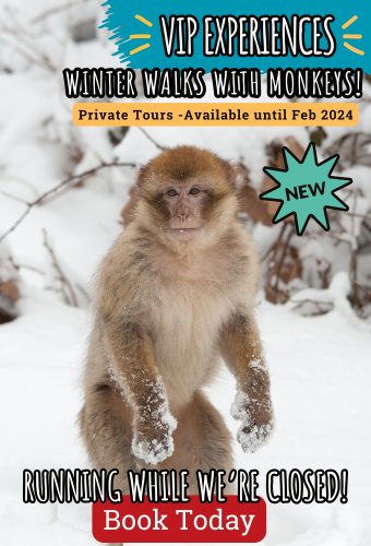 Winter Walks With Monkeys (3)