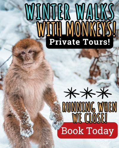 Winter Walks With Monkeys MB