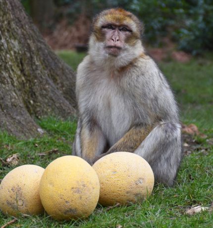Here at Monkey Forest, we're putting on a very ‘egg-citing’ FREE Easter Egg Trail for your little monkeys to enjoy during the Easter half-term! 

Simply ask for the Easter activity sheet at the kiosk & enjoy searching for our hidden eggs… 

 If you find them all, make sure to pop your completed quiz in our post box, to be in with a chance of winning a cuddly Barbary macaque mascot 

 Happy Easter!