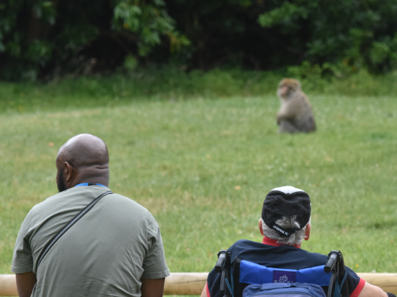 JOIN OUR TROOP Become a member of the Monkey Forest family today. Have a year of UNLIMITED visits during seasonal opening times and support the conservation of Barbary macaque monkeys. EXCLUSIVE benefits and events are available for members - don't miss out!