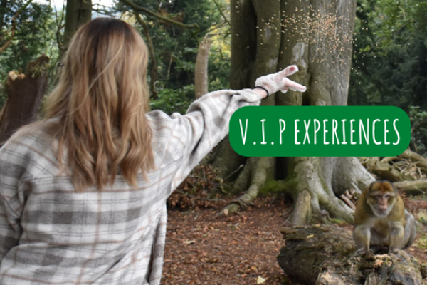 Currently OFF SALE - Will be back SOON for Christmas Gifts! Our V.I.P experiences allow a maximum of 2 visitors to enter the Monkey Forest BEFORE OPENING HOURS! You get to feed the monkeys their breakfast and have them and our forest ALL TO YOURSELF.