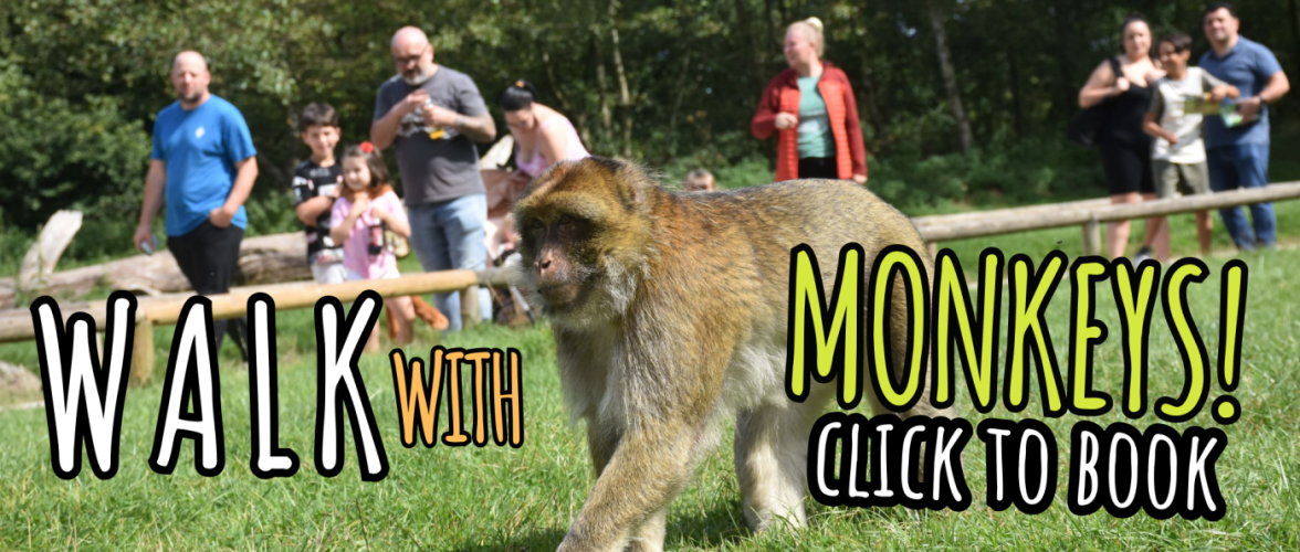 walk with monkeys in 2o23